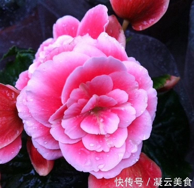 这2种花卉“养不好”教你学会“3招”，花卉顺利生长，开花不断