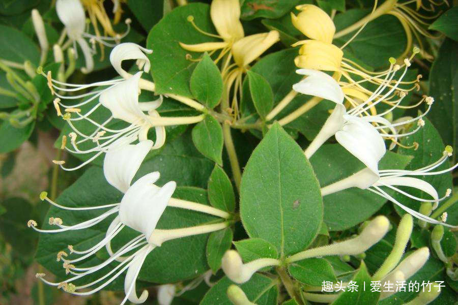 金银花和山银花的区别,认识一下,根据需要,可以区分就好