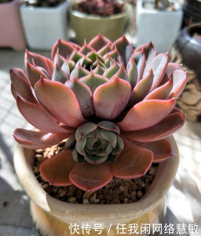 养了三年,多肉终于给点颜色瞧瞧了