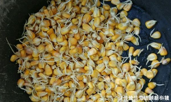 饵料|一种谷物一个饵料配方几款粮食饵料,小鱼不闹窝,专门钓大鱼