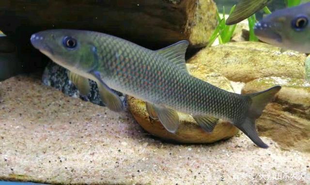 钓鱼人|新手钓获“巨型麦穗鱼”,价值百元一斤,确定不是十年鱼后笑纳了