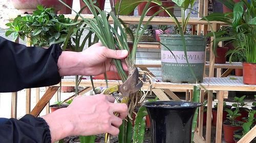 用了“兰花土”,也养不好兰花?那是你做错这“关键”的3步