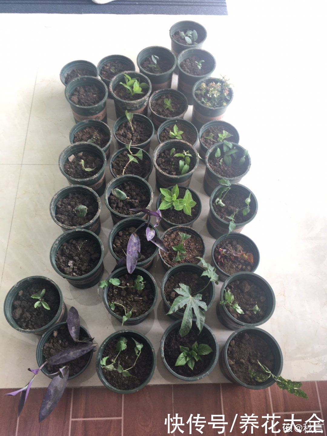 11种常见花，现在扦插，成活率特高