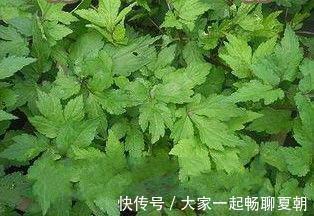 野菜|提个醒农村地头碰到此三种野菜,记得带回家,对身体大有好处