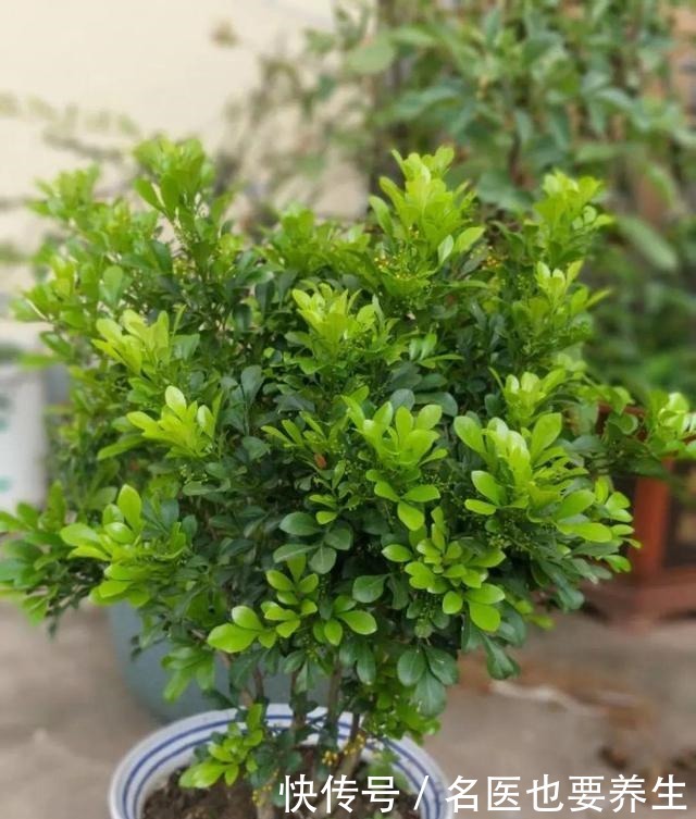 花香堪比香水,邻居大妈都追着问,眼馋极了!