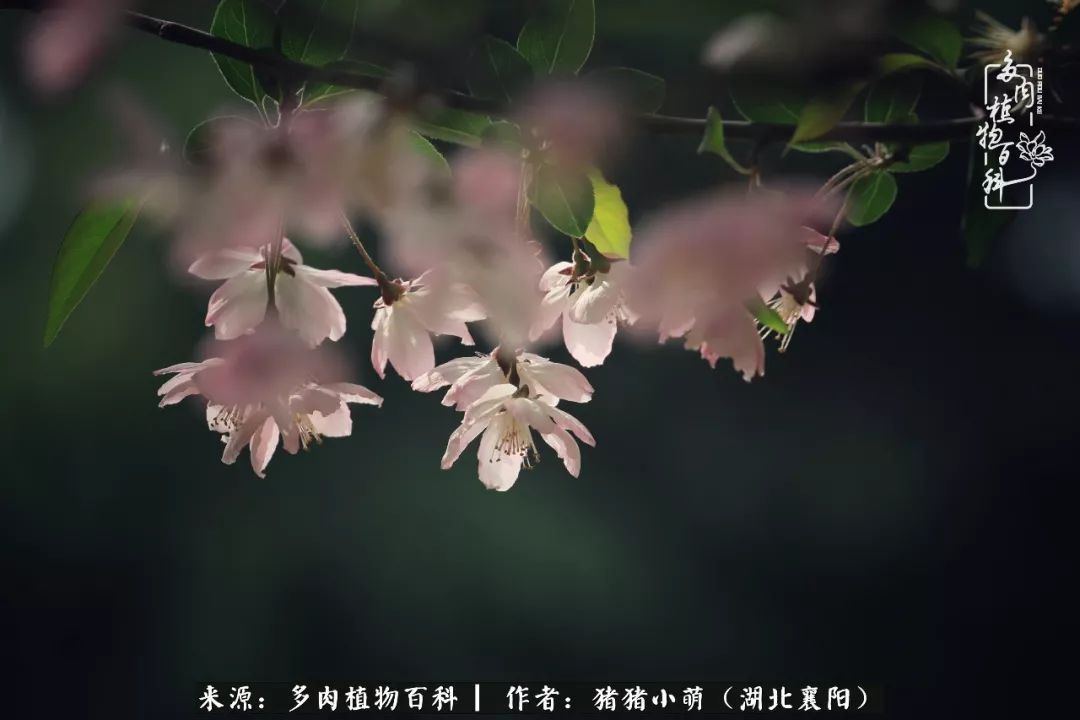 一花一世界,一肉一欢喜!遇见多肉,重新发现生活的美!