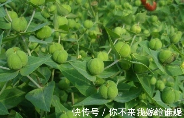 浸提液|农村一种叫不出名的野草,植株乳汁能逐水消肿、破症杀虫、镇痛等