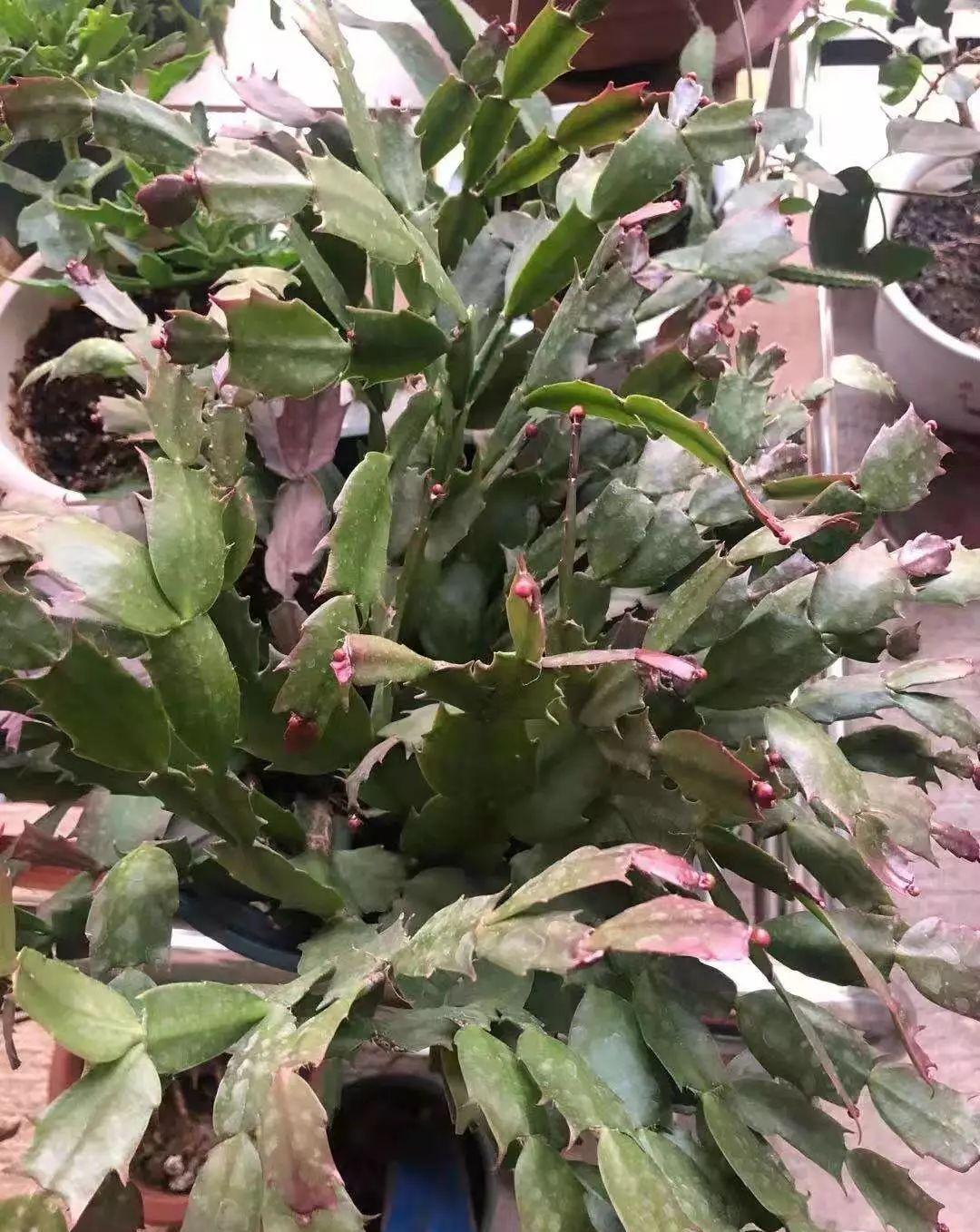 蟹爪兰不孕蕾,花蕾长得慢,叶片发红怎么办