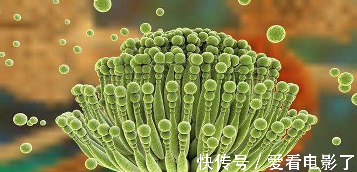 黄曲霉毒素|冷冻馒头能吃吗会形成黄曲霉素吗医生告诉你实情,不妨看一下!