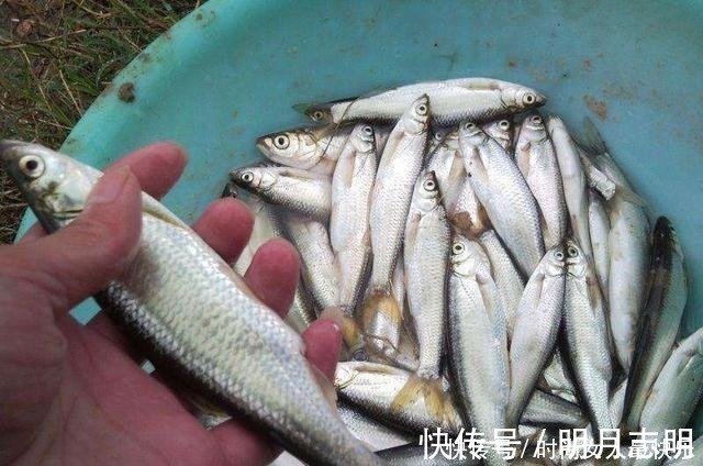 垂钓|拉白条鱼的乐趣,随便找个水库边连竿