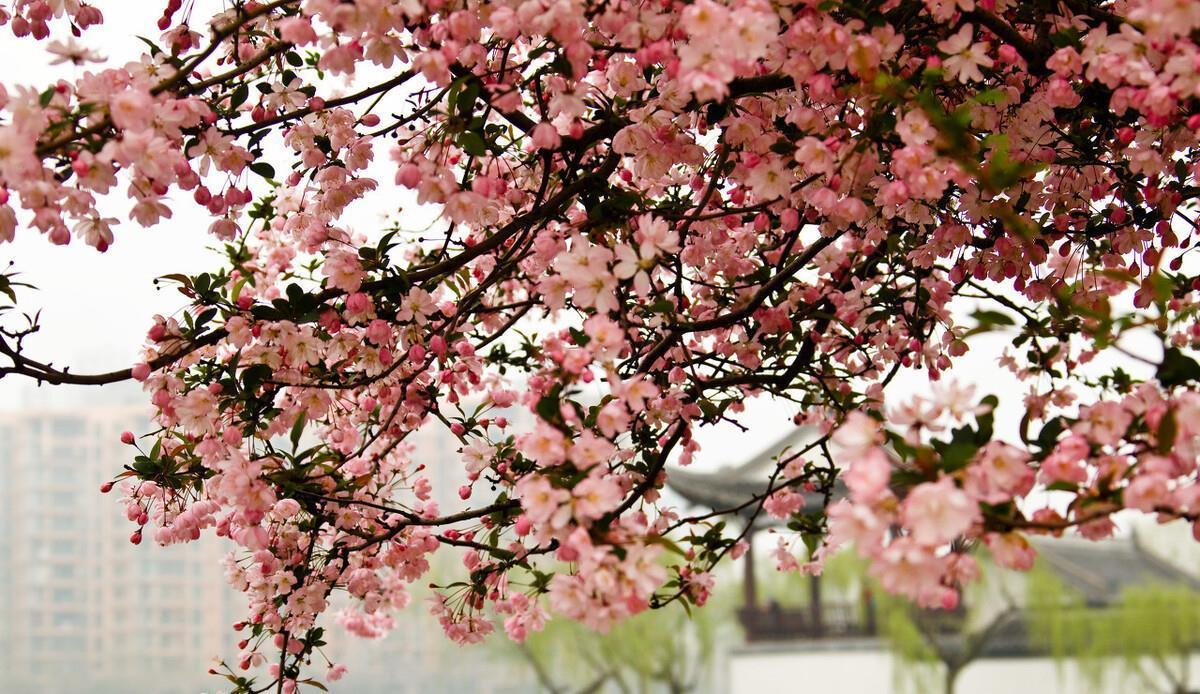 适合春天养的4种“花树”，有空种几棵，小院子也有“高颜值”