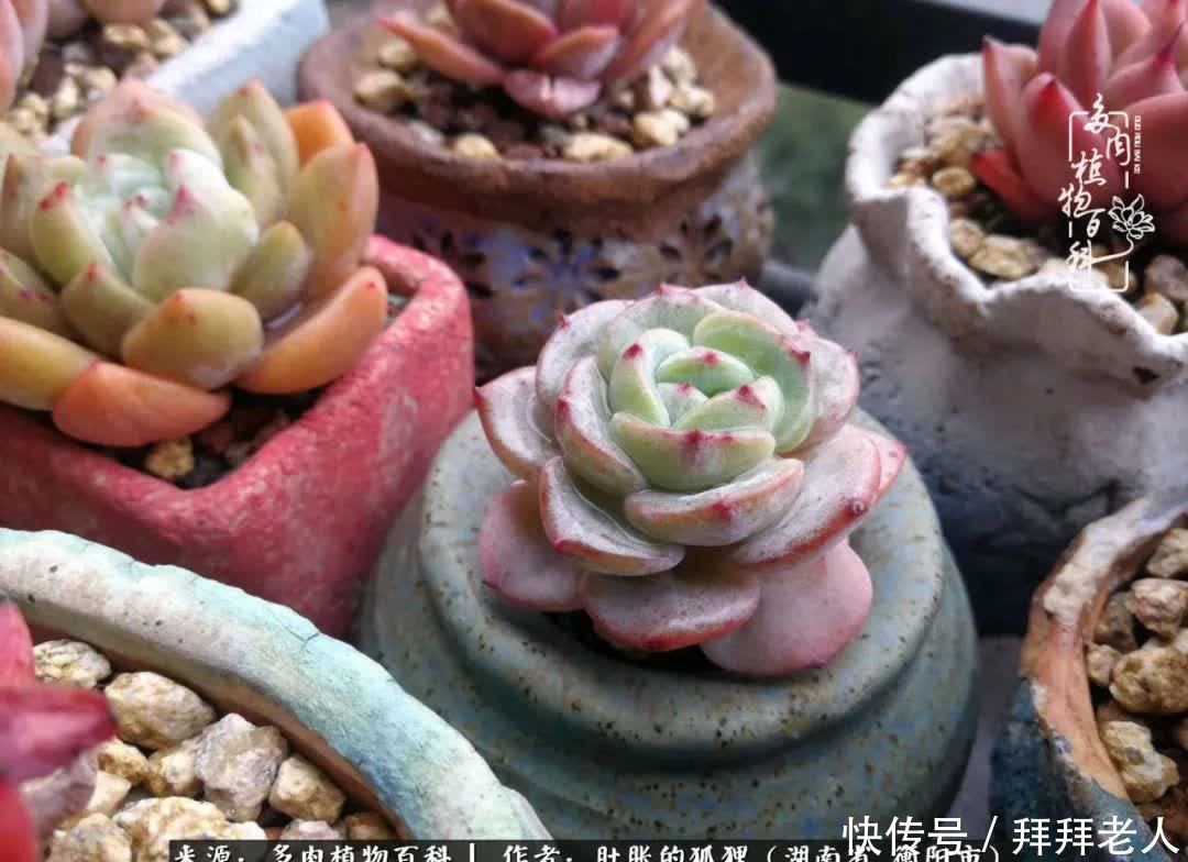 养多肉,我们到底养的是什么?