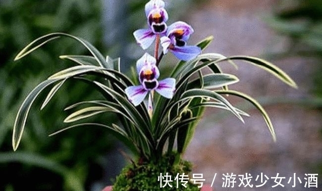 花色独一无二的“紫月荷”，梦幻奇特，花香四溢，新手花迷也能养