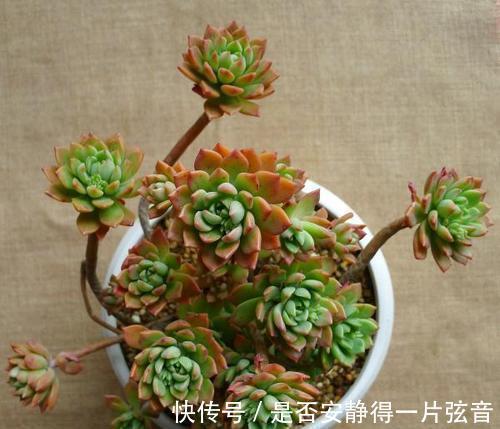 墩子|多肉马库斯真皮实，夏天不休眠，好养好看长成群生肉墩子