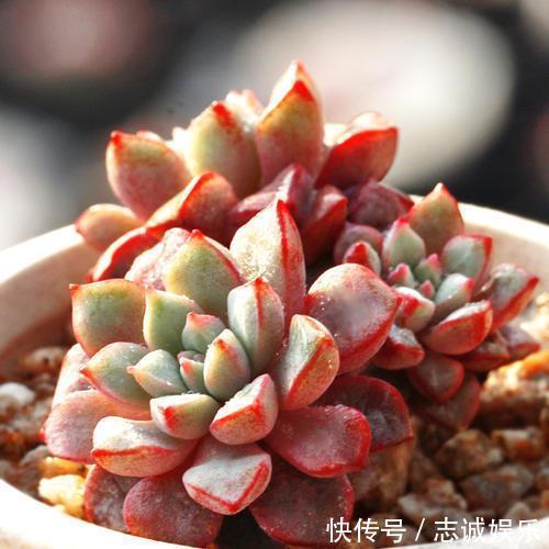 养盆“火红”多肉真醒目,红宝石多肉名字尊贵,养护起来真简单