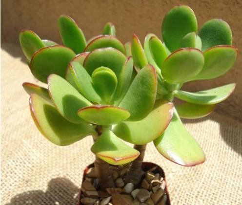 这4种花天生就是“穷命”,住不了大花盆,喝不了太多水,很好养