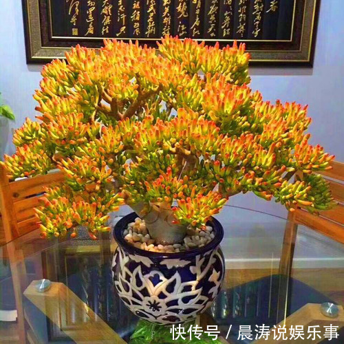 8种“吉祥花”,客厅养一盆,高贵又大气,养人又“旺家”