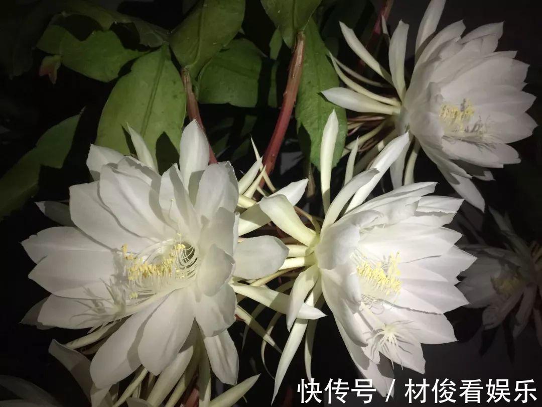 姜荷花|大爷养的“荷花”,窜的房顶高,垂下来变成花瀑布!