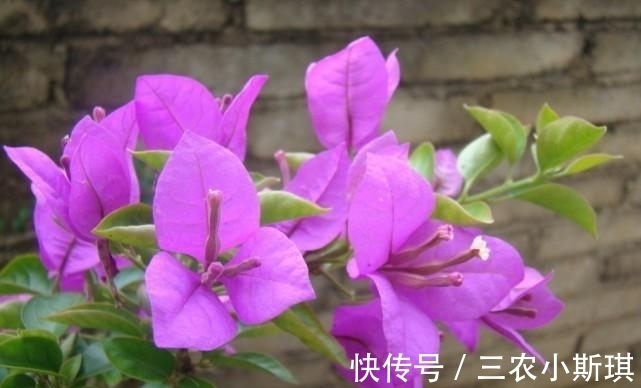 小伟|为什么三角梅不开花, 知道这几点, 就不会糊涂了
