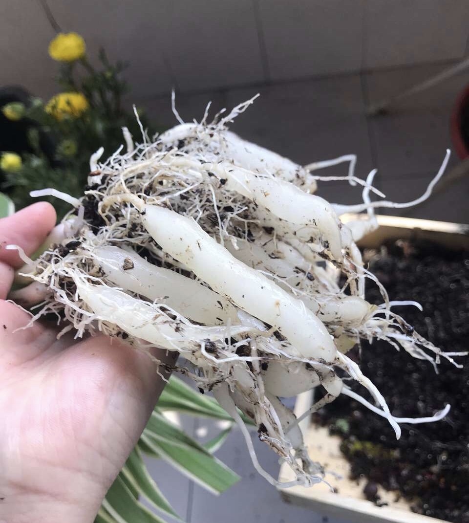 养吊兰有“妙招”,浇水摻点“小颗粒”,2月长出“水晶根”