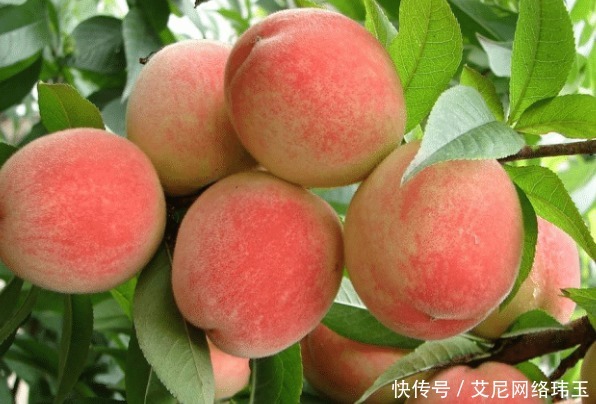  警告|老中医警告：吃完桃子后不能碰它，不然等于滋养“癌细胞”！