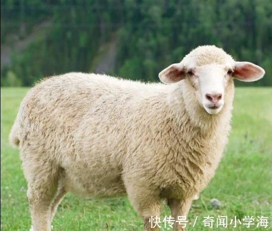 24个冷知识:生物老师看完直呼不可思议,但却真实存在的有趣知识。