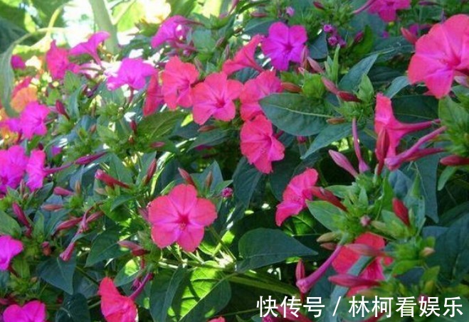 仕途|花期时间比较长的4种花,寓意“仕途长长久久”,很多人已经在养