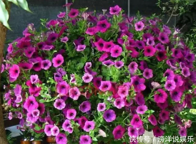 天竺葵|“5种”可吊起来养的花,好养易爆盆,开成大花球,开出100朵美翻