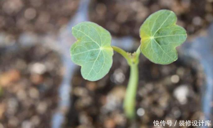 它是冬天里的“主角”,只需一粒种子,几个月就能花开上百朵!