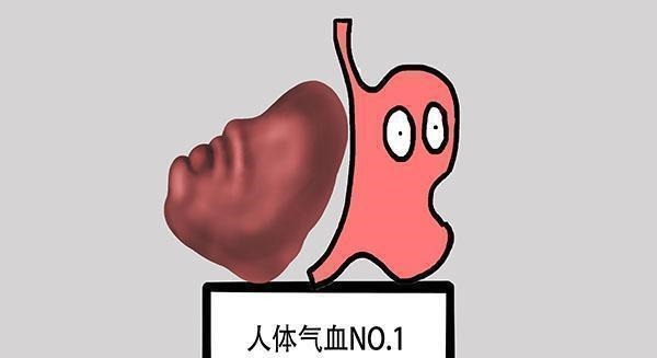 阳气|为什么中医说“脾虚人就废一半”?脾脏不好的人,如何调理?