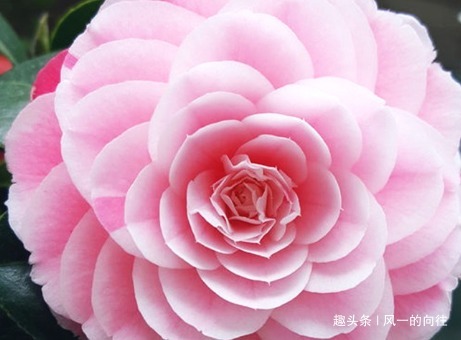 家养茶花总是不开花学会这三个小技巧，轻松花开爆满盆