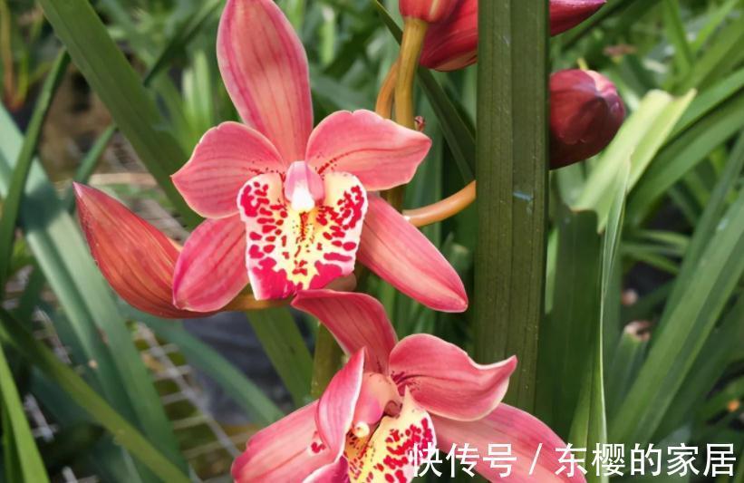 “高岭之花”兰花,家庭盆栽,为什么总爱黄叶病变?