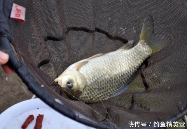 饵料|怎样在天寒地冻的冬季钓到鱼?分享一种我自配的冬季钓鲫饵