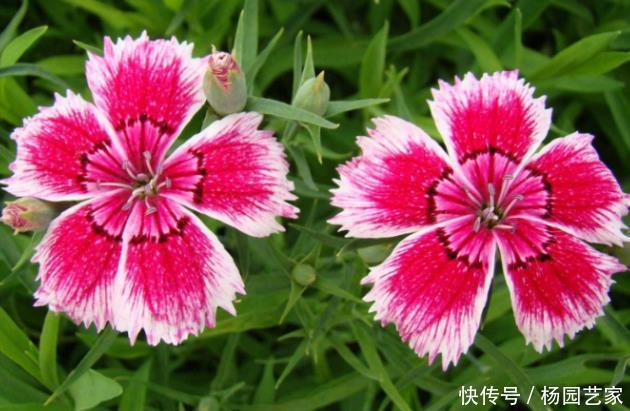 新手养护花卉,就养花开喜庆,自带香气的花卉,一开就是200天!