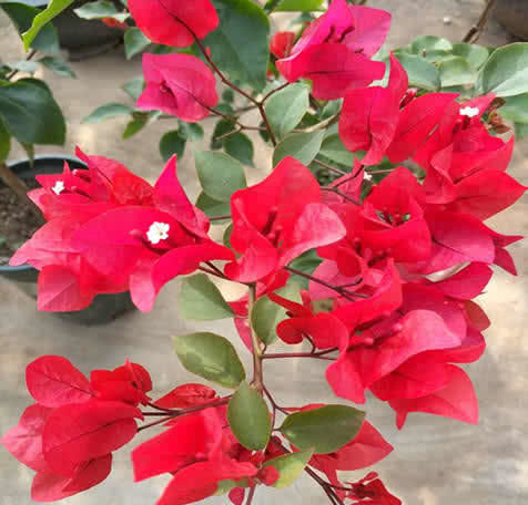 外面捡个“宝”,扔进花盆里,三角梅蹭蹭冒花苞,越长越旺