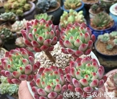 技巧|多肉植物种植技巧