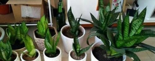 养花选什么省心首选6种植物,适合养室内,格外好打理