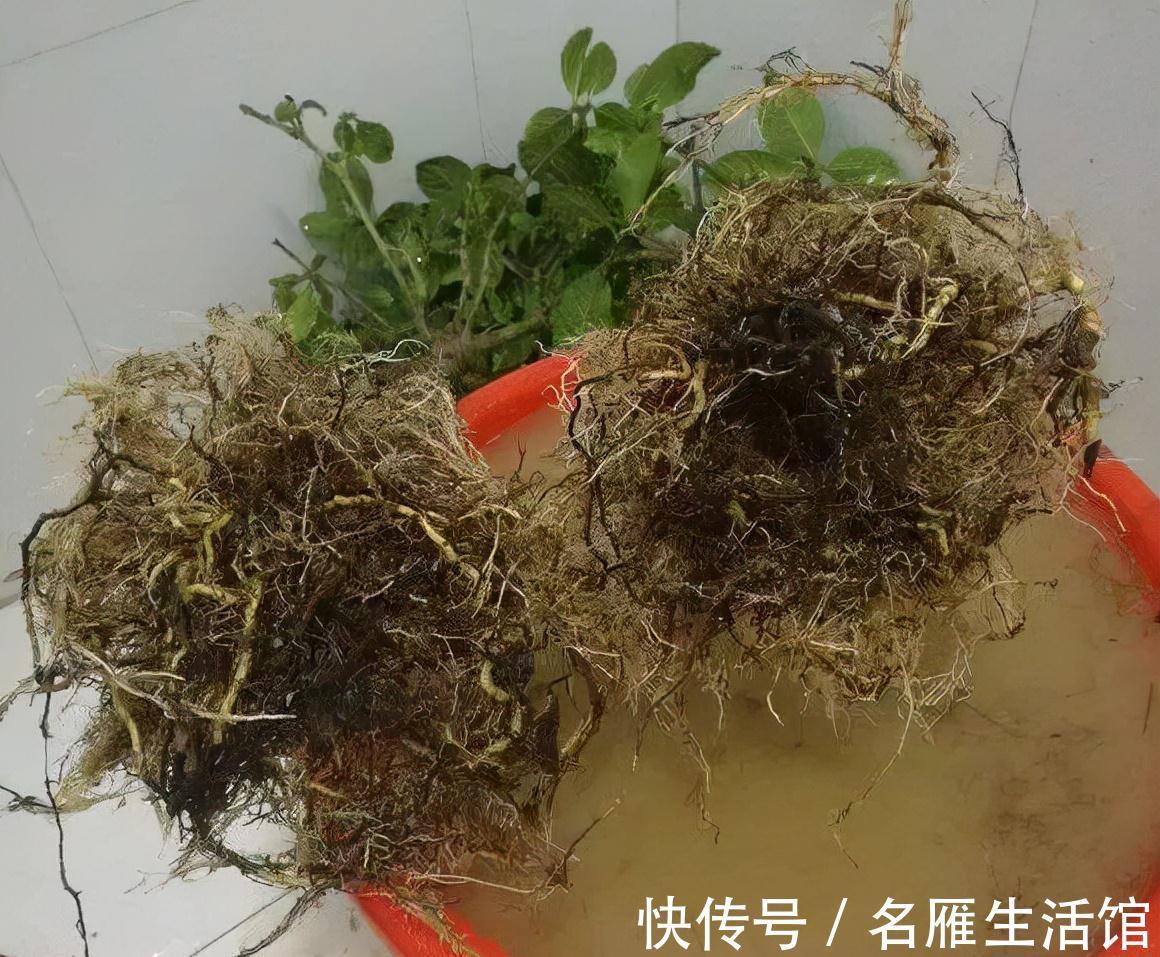 5种花“漂亮花”,十月大降价,便宜也别买,白白浪费钱