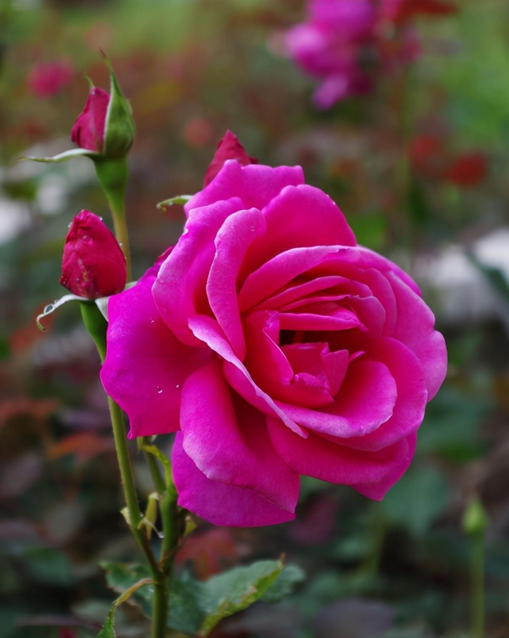 春天适合扦插,这几种植物,扦插需要注意这些