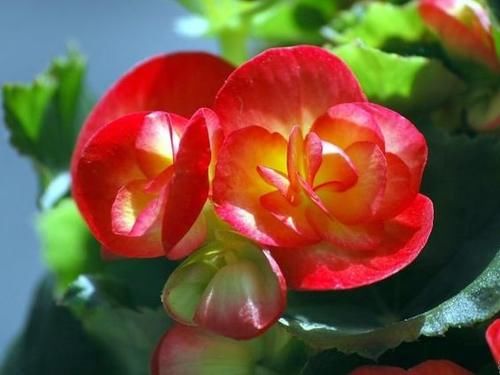 养花就养这几款，沾土即活，小巧玲珑，养在哪里都爆盆，美极了！