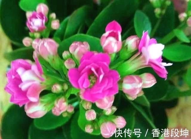 气温|长寿花花苞迟迟打不开,主要是3个方面原因,看看你有没有做错