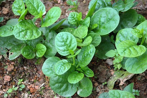 韭黄|肠胃不好,多吃此菜,养胃护胃,增强身体抵抗力,吃嘛嘛香