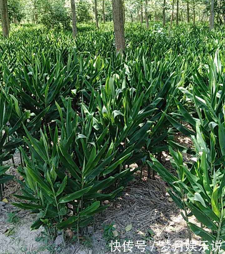 年轻人无人吃,农民当成猪青料,国外稀少当成宝,其实价值很高