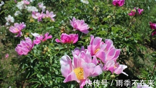 我们村|大窑村：百亩芍药铺就幸福乡村路