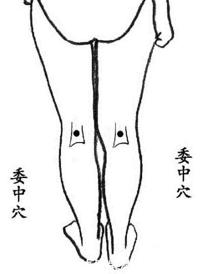 生殖系统|华佗松筋健康法夹脊穴养护心肝脾肺肾，比膀胱经的作用更明显