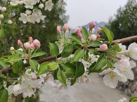 贾峪口村|【生态宜人 美丽房山】佛子庄乡贾峪口村海棠花开美景诱人