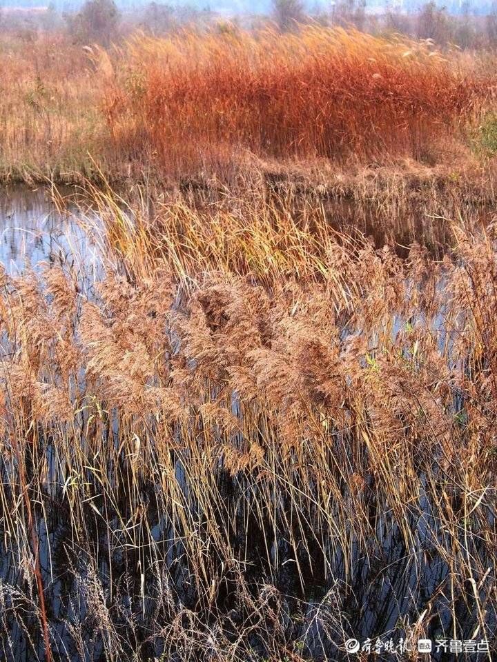 芦花|野鸡野鸭白鹭天堂，芦花飞舞的青岛大沽河湿地美如国画