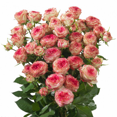 无论房子有多大,6种盆栽要有,天再冷冻不死,满屋子飘香