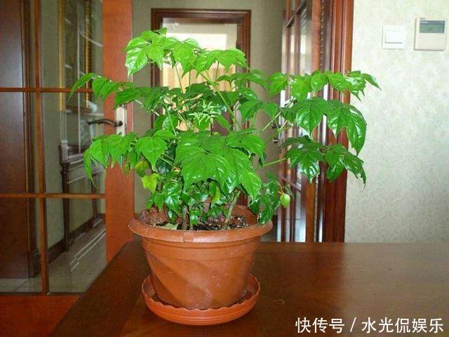 幸福树|平安、幸福和发财,这3种花全有了,寓意好极了,盆景更具观赏性