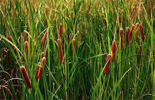 蒲黄如何栽种好,农民掌握以下要点,收获高产优质的蒲黄